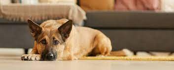 Diarrhea In Dogs Causes Symptoms And Treatment Gwf Nutrition