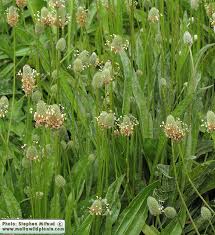 Image result for Lepidagathis plantaginea
