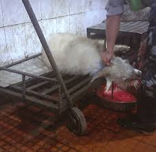 The chimera (/ k ɪ ˈ m ɪər ə / or / k aɪ ˈ m ɪər ə /), also chimaera (chimæra) (ancient greek: Breaking Peta Expose Reveals Cruelty In Your Cashmere Sweater