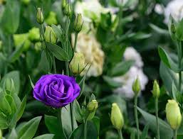 Image result for eustoma flamenco