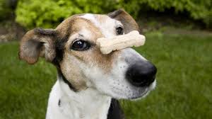 Are Treats Good for Dogs? How to Find Healthy Dog Treats | PetMD