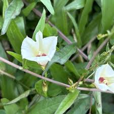 Image result for Xenostegia tridentata