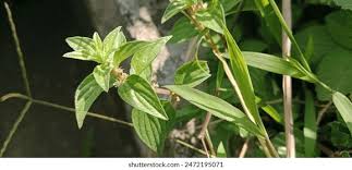 Image result for Pouzolzia guineensis