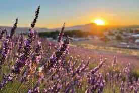 Couple transform Flat Top Mountain property into lavender farm
