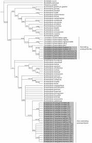 Image result for Pygmaeothamnus zeyheri