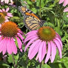 Image result for Echinacea purpurea `Magnus`
