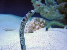 Spotted Garden Eel