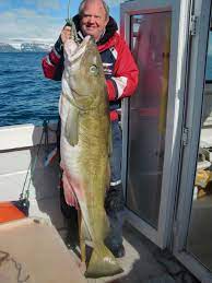 With around 2,000 employees, the dorsch gruppe. Kapitaler Dorsch Aus Island Fisch Fang