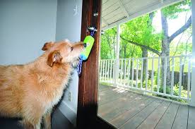 When can puppies go outside in the yard. How To Train Your Dog To Go To The Bathroom Outside Whole Dog Journal