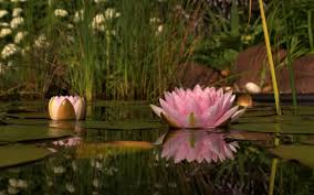 Lotus pods has the following botanical name: The Symbol Of Lotus Flower Is Significant To Buddhism And Hinduism Find Out Why Newsgram
