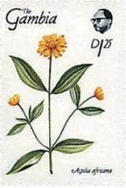 Image result for Aspilia africana