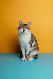 Portrait Of A Cat By Brat Co For Stocksy United Gatinhos Fofos Animais Animais Majestosos