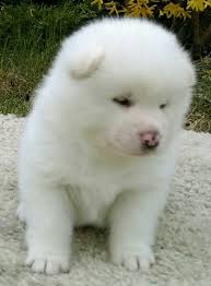 White Akita Puppies Akita Puppies Akita Dog Akita