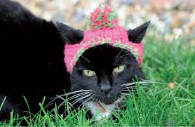 To make this lovely cat crochet pattern you will need some of our fine fibre lambs wool. Cats In Hats Pattern Excerpt Favecrafts