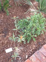 Image result for Psychotria pumila