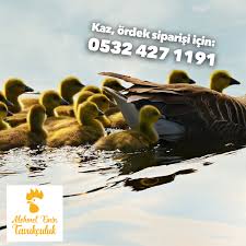 Tavukciftligi Adli Kullanicinin Lohman Brown Ataks Broiler Sasso Sussex Tavuk Satisi Panosundaki Pin Tavukculuk Veterinerler Ordekler