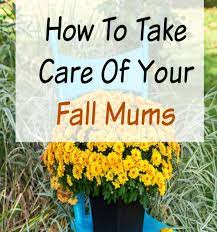 The best time to prune hardy mums is in spring, to help encourage new growth. How To Take Care Of Your Mums Indoors And Out
