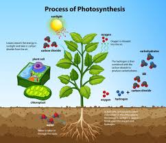 Cellular respiration is the process by which cells convert nutrients into the energy that is used to power a variety of functions like transportation the job of cellular respiration is to form adenosine triphosphate, a molecule used for energy. Free Vector Biological Photosynthesis Infographic Elements With Light Energy Conversion Calvin Cycle Scheme Plants Cellular Respiration Colorful