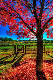 Autumn Colors Bowral Southern Highlands New South Wales Australia Australiaitsbig Holiday Pictures Beautiful Places New South Wales