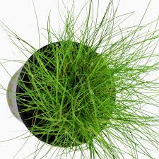 Image result for Eleocharis brainii