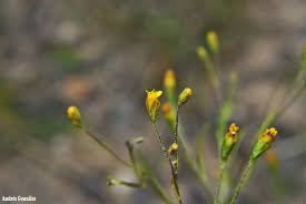 Image result for Schkuhria pinnata