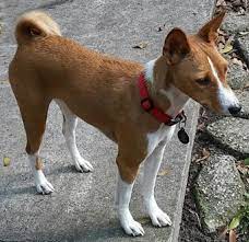 Pin On Basenjis Brats Basenji Rescue Transport