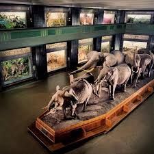 The African Elephant Diorama Is One Of The Museum S Iconic Exhibits C Amnh K Regan Nature Museum Diorama Museums In Nyc