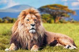 We have always run safari experiences based on bespoke, caring, meaningful, and considerate values. Pacotes De Viagem Safaris No Quenia Kangaroo Tours
