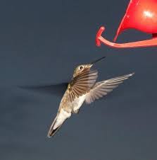 The best place to begin your hummingbird flower search is your local nursery. Give Hummingbirds A Sweet Treat The Denver Post