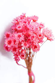 We did not find results for: Home Garden Home Decor Floral Decor 1pc Crafts Natural Plants Small Star Dried Flowers Floral Bouquets Mini Daisy