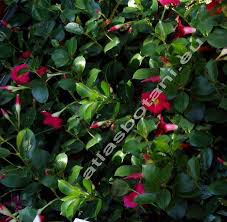 Image result for dipladenie sanderi obrázek