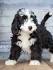 5 Designer Doodle Dog Breeds - Vetstreet