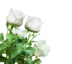 Le peonie sono fiori raffinati e preziosi simili alle rose ma senza spine: Immagini Stock I Bei Fiori Bianchi Di Lisianthus Sembrano Cosi Tanto Simili Alle Rose Image 89400734