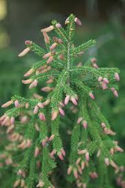 Image result for Vismia orientalis