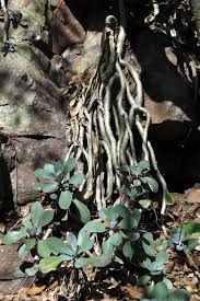 Image result for Senecio pleistocephalus