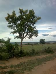 Image result for Pterocarpus rotundifolius