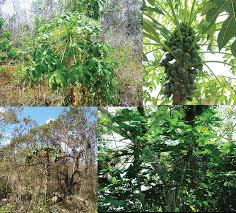 Image result for Cylicomorpha parviflora