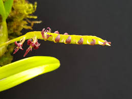 Image result for Bulbophyllum sandersonii