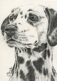 Then draw a back leg. Fur In The Paint Dalmatian Dog In Graphite Drawing Images Dalmatian Drawing Dog Drawing