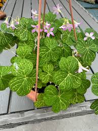 Image result for Oxalis semiloba