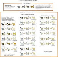 Colour And Pattern Charts