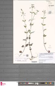 Image result for Torenia thouarsii