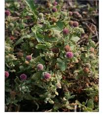 Image result for Sphaeranthus peduncularis