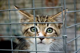 Lorsque vous adopter un des pensionnaires du refuge la bonne étoile, votre geste fait plusieurs heureux : 41 Chats Secourus La Maison De L Horreur A La Teste La Depeche Du Bassin