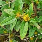 Image result for Flaveria trinervia