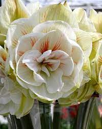 Double Amaryllis Nymph Amaryllis Bulb Flowers Amaryllis Bulbs