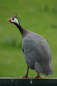 Guinea Fowl Birds That Look Like Turkeys Pin On D Angola