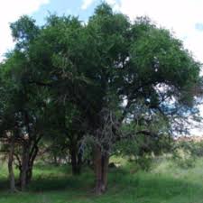 Image result for Spirostachys africana