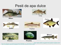 Check spelling or type a new query. Despre Pesti