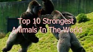 Top 10 Strongest Animals In The World Strongest Animal Animals Of The World Funny Animal Memes